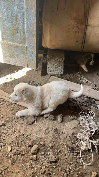 Күшіктер сатылады