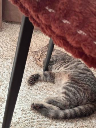 Продам котенка