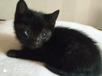 Котята мальчики 2,5 месяца