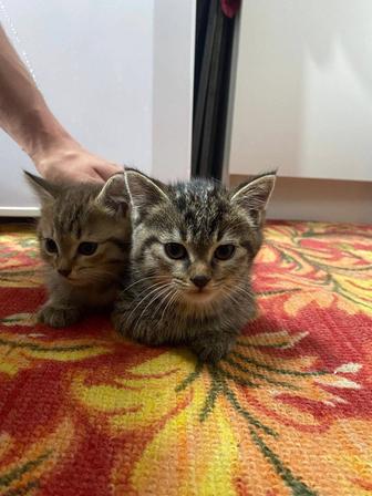 Котята
