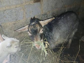 Продам козла