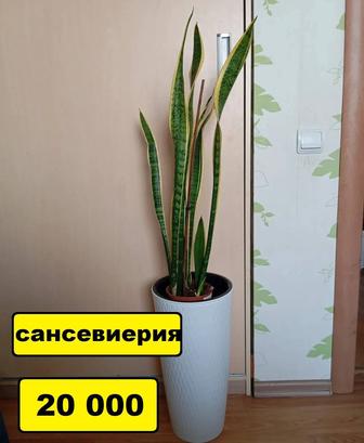 Үй гүлдері комнатные цветы Кызылорда