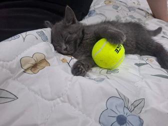 Котенок британец