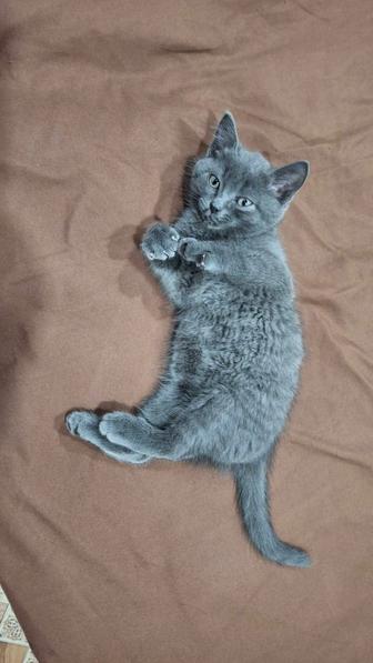 Котенок британец