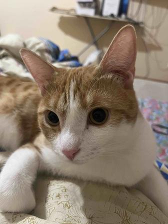 Отдам котика в добрые руки
