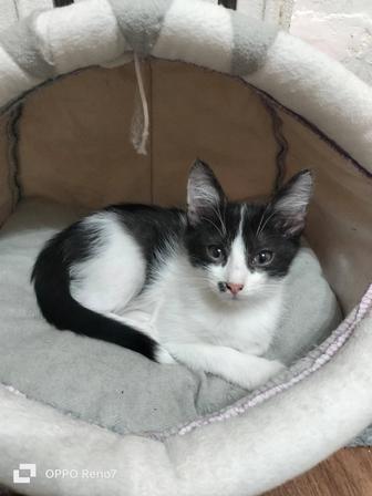 Котенок -мальчик ищет дом