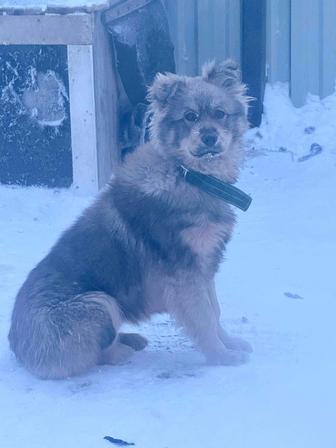 Отдам собаку бесплатно