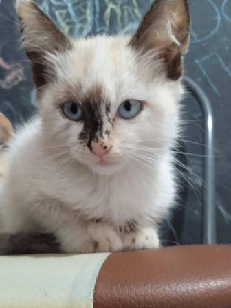 Отдам котят в хорошие руки