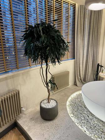 Декоративные деревья, бонсай, оливка