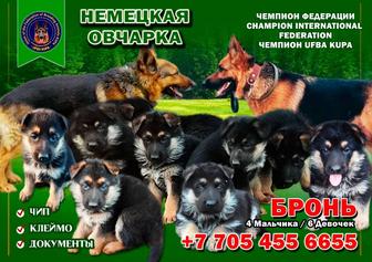 Собаки