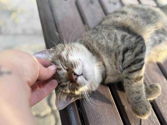 Самая ласковая кошечка в мире