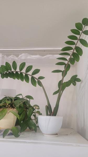 Замиокулькас(долларовое дерево)