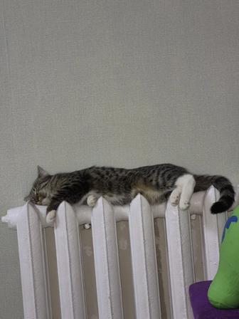 Отдам котенка 7 месяцев и кошку 4 лет