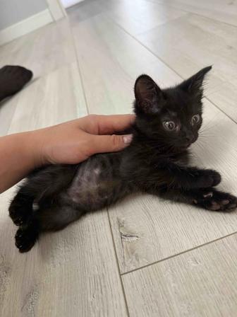 Котенок Черный