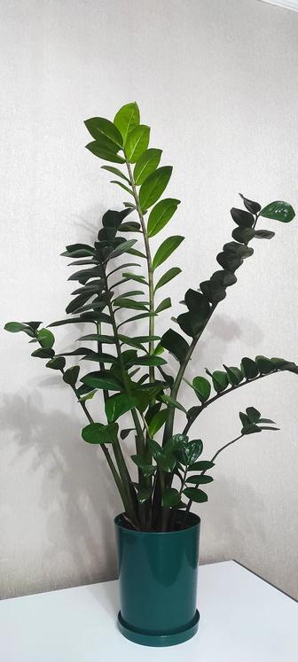 Замиакулькас