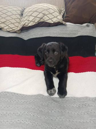 Лабрадор ретривер