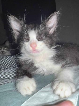 Котенок в добрые руки