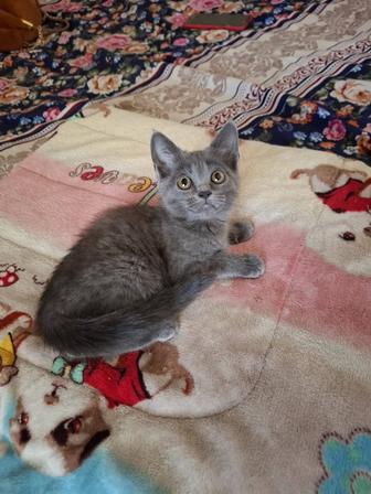 Котята метисы девочка и мальчик ищут хозяйку)