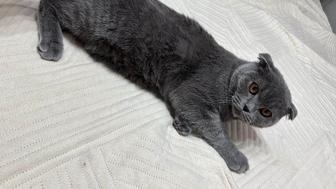 Отдам британца в хорошие руки