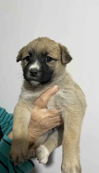 Отдам щенят в хорошие, добрые руки