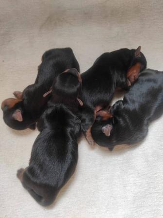 Мини мальчики Йоркширский терьер.