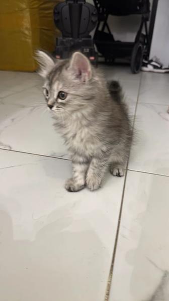 Котенок девочка ищет семью