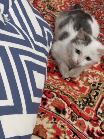 Котята даром