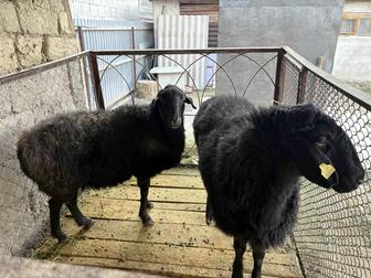 Продам баранов