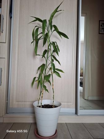 Бамбук натуральный