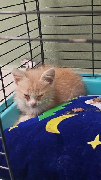 Отдам добрые руки котенка