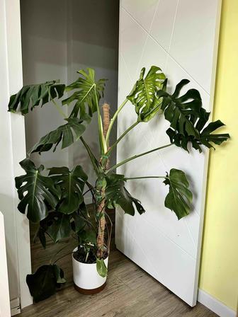 Монстера (Monstera) комнатное растение