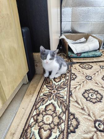 Отдам котенка в добрые руки