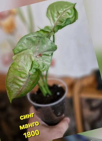 Разные цветы цены на фото