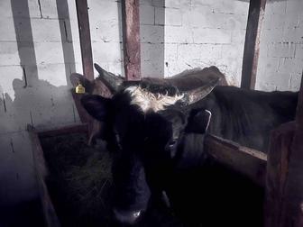 Мясо говядина высшего качества, туша, экологически натуральное