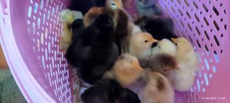 Продам домашних цыплят