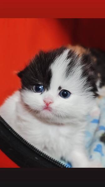 Золотые шиншиллы шотландские котята fold подарок к 8 марта