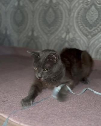 В добрые руки кошечка