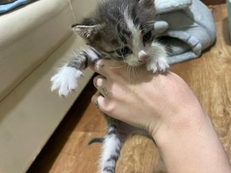 отдам котенка