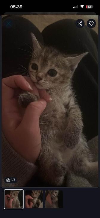 Отдам котят в добрые и ответственные руки.