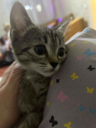 Отдам котят в добрые и ответственные руки.