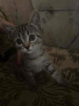 Отдам котят в добрые и ответственные руки.