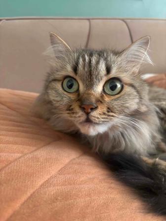 Ищем для нашего кота добрые и заботливые руки
