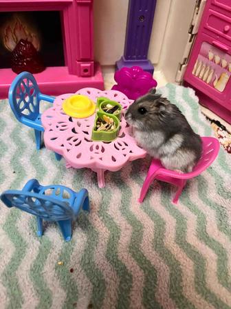 Джунгарский хомяк