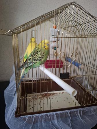 Продам попугайчиков