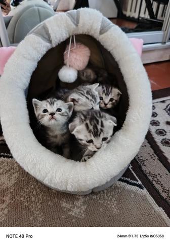 Британские кошки