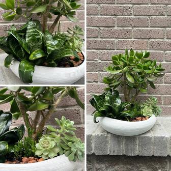 Цветы в офис