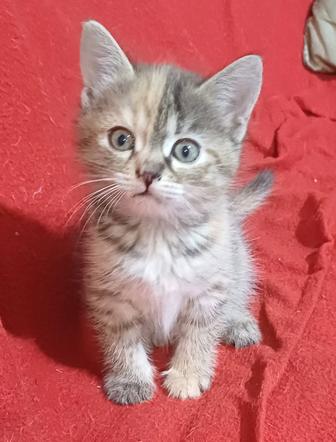 Котята чудо малыши в добрые руки