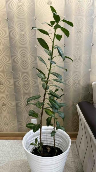 Фикус каучуконосный (Ficus elastica), популярное комнатное растение.
