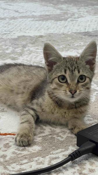 Отдам котенка в добрые руки