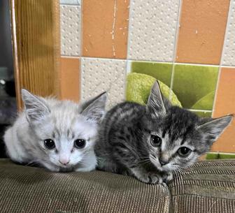 Отдам котят